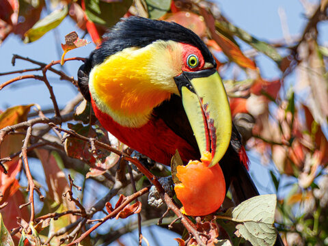 Majestic Yellow, Red, and Black Ramphastos tucanus, Green-Billed Toucan, Perched on a Persimmon Tree, Vibrant Green and Orange Leaves, Against a Bright Blue Sky