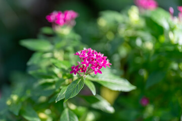 可愛らしいペンタスの花