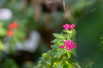 可愛らしいペンタスの花