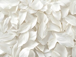 A close-up view of delicate white leaves arranged in a textured pattern.
