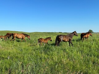 Naklejka premium Horses and colts