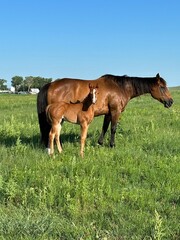 Fototapeta premium horse and foal