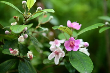 Obraz premium Rhodomyrtus tomentosa, famed for pink petals, symbolizes love and beauty, blooming in spring and summer. It signifies 