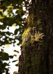 Obraz premium Tree bark detail.