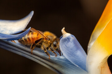 Adorable bee reaching for nectar in a bird of paradise blossom © Sylvia