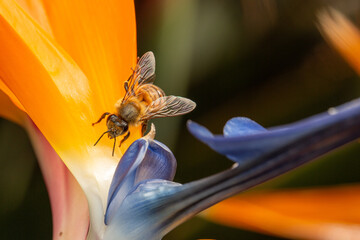 Honey bee looking for nectar in bird of paradise blossom
