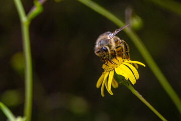 Bee on fireweed blossom in a meadow