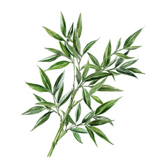 Fototapeta premium Watercolor illustration of bamboo with green leaves, white background