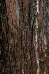 Obraz premium Tree bark detail.