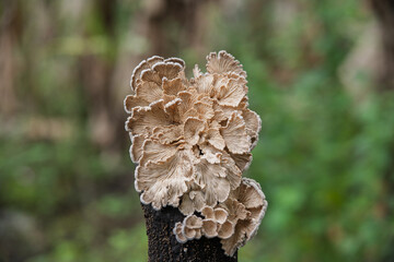 Split Gill Mushroom (Schizophyllum commune) on the Tree