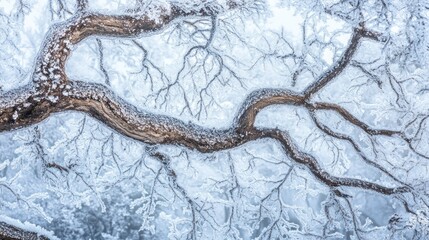Frozen Branches Winter Wonderland: A Stunning View of Ice-Covered Tree Branches in a Frosty Forest