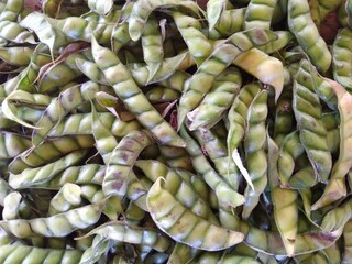 close-up of bean fruit, cultivation