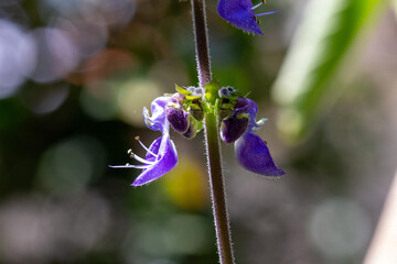 Flor do Boldo ou Tapete de Oxalá (Plectranthus barbatus)