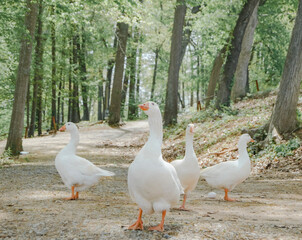 Obraz premium Friendly ducks on a hike