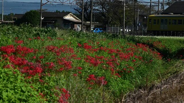 彼岸花と蕎麦の花咲く丹生川駅に到着する普通列車 （三岐鉄道 三岐線 丹生川, 2024年10月）