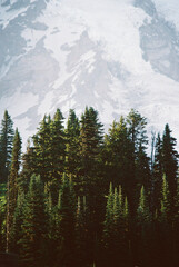 Conifers in the Foreground