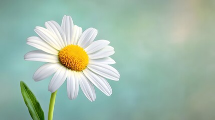 Obraz premium Daisy Flower Close-Up Nature Scene High-Resolution Photography Vibrant Colors Sharp Focus Beautiful Background