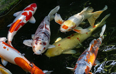 Japanese Koi fish in a pond at a zoo. Beautifully colored non aggressive fish coming up for fish...