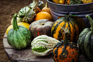 pumpkins and gourds