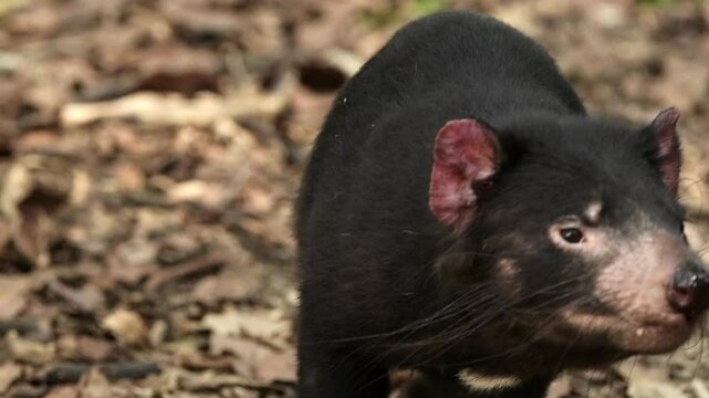 The Tasmanian devil is a carnivorous marsupial of the family Dasyuridae. 