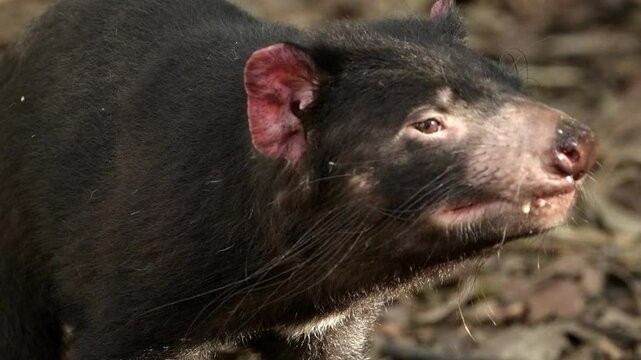 The Tasmanian devil is a carnivorous marsupial of the family Dasyuridae. 