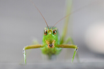 Fototapeta premium Saltamontes de frente