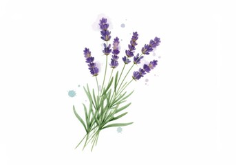 Fototapeta premium Watercolor Lavender Bouquet