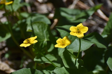 Yellow Wildflowers
