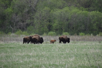 Fototapeta premium Bison Baby