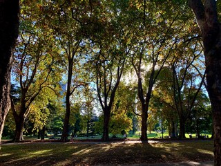 Naklejka premium In the woods