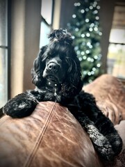 American cocker spaniel