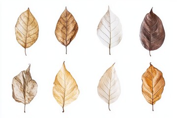Set of dry leaf isolated in white background