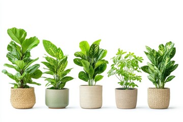 Obraz premium Set of Green plants in potted isolated in white background