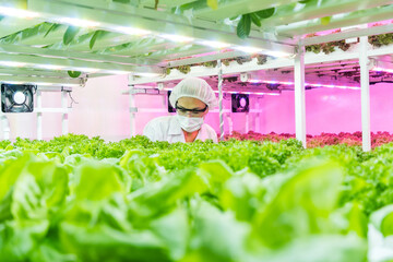 A woman scientist in protective gear inspects hydroponics lush green plants in a modern indoor...