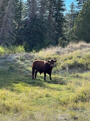 cows in the mountains