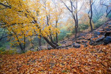 Early Winter Scenery at the North Foot of Wanshou Mountain in Summer Palace