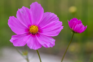Cosmos 