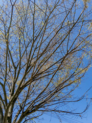 Queens, New York City, NY, USA