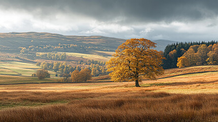 Fototapeta premium Autumn landscape with a solitary tree in a rural setting under a cloudy sky