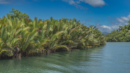 Impenetrable thickets of lush tropical palm trees on the banks of the turquoise river. The riverbed bends. Ripples on the water. Blue sky, clouds. Philippines. Bohol. Loboc River