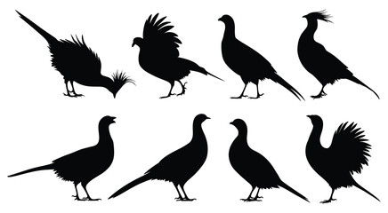 Set of pheasant bird silhouettes in various poses. isolated vector on white background.