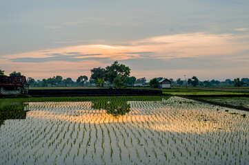 The view of the rice fields in the morning. Focus on sky. Noisy. Exposure