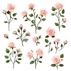 set of pink roses isolated on white background cutout