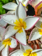 Fleurs de frangipanier 