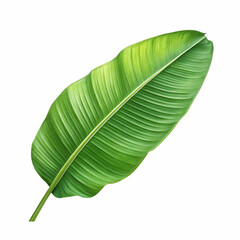 Fototapeta premium Green banana leaf isolated on white with clipping path