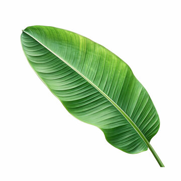 recommend clip art: Green banana leaf isolated on white with clipping path