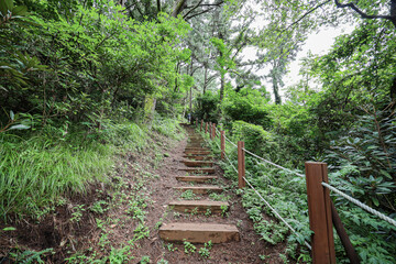 Obraz premium 산 정상을 올라가는 숲길 제주 제주시 조천읍 신촌리 원당봉