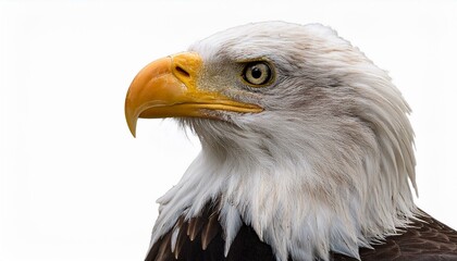 Obraz premium american bald eagle isolated on white background