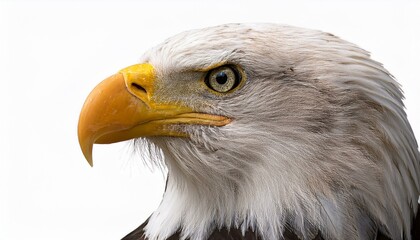 Obraz premium american bald eagle isolated on white background