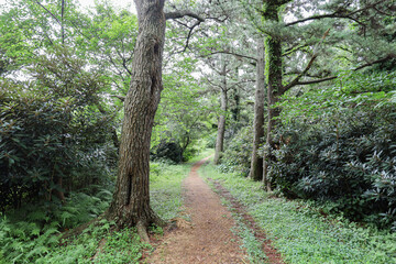 Fototapeta premium 산 정상을 올라가는 숲길 제주 제주시 조천읍 신촌리 원당봉